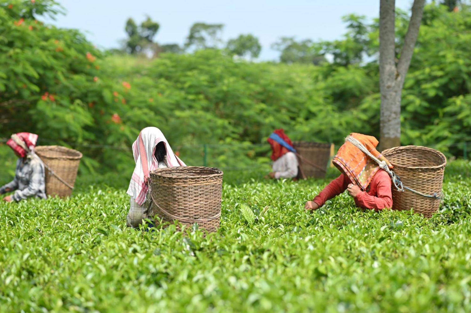 Vaani Greens Wildlife Resort, Kaziranga Kuthari Buitenkant foto